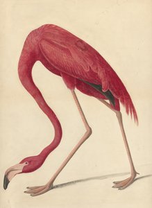 Großer Flamingo, 1838